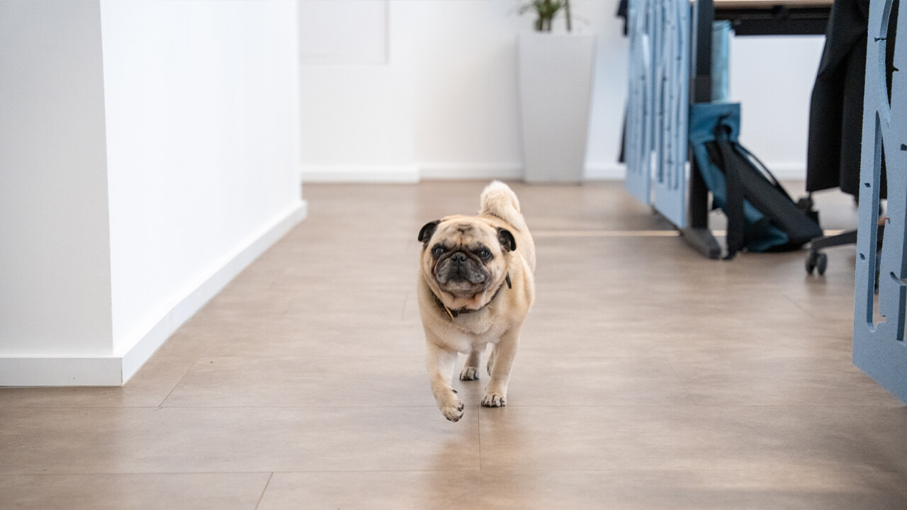 Wenn Sie möchten, lernen Sie auch Bürohund „Batman“ in unserem Office kennen!